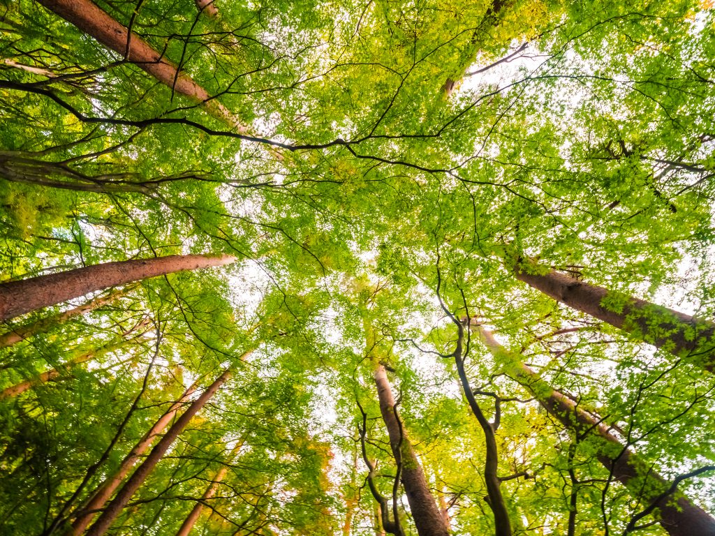 foret, vue sur les cimes