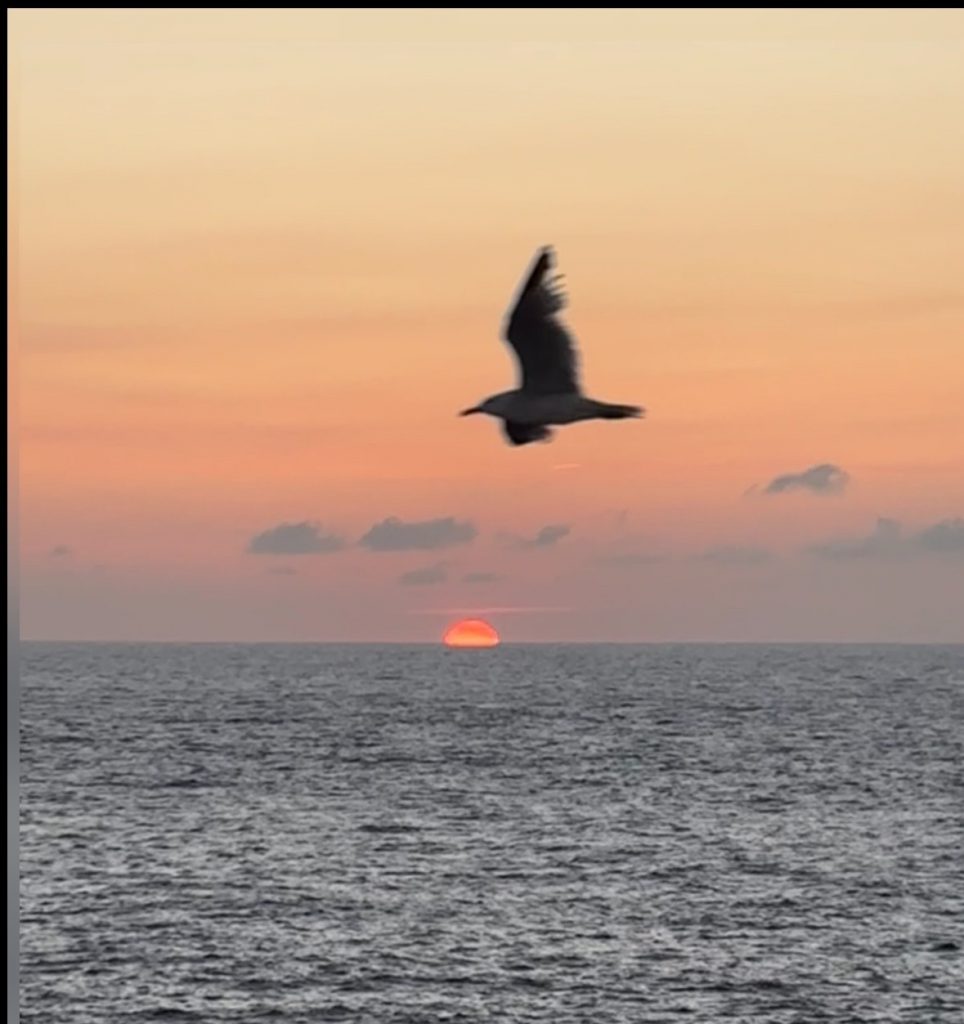Minorque coucher de soleil avec oiseau qui vole